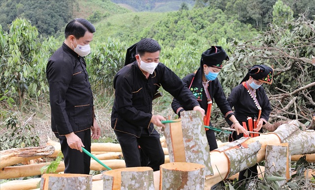 Phát triển cây quế theo hướng hữu cơ ở Văn Yên