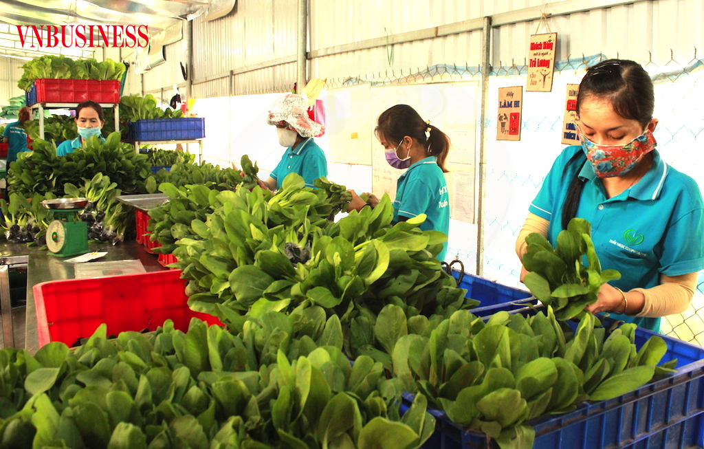 Bắt tay thực thi ngay nghị quyết hỗ trợ HTX giữa mùa dịch