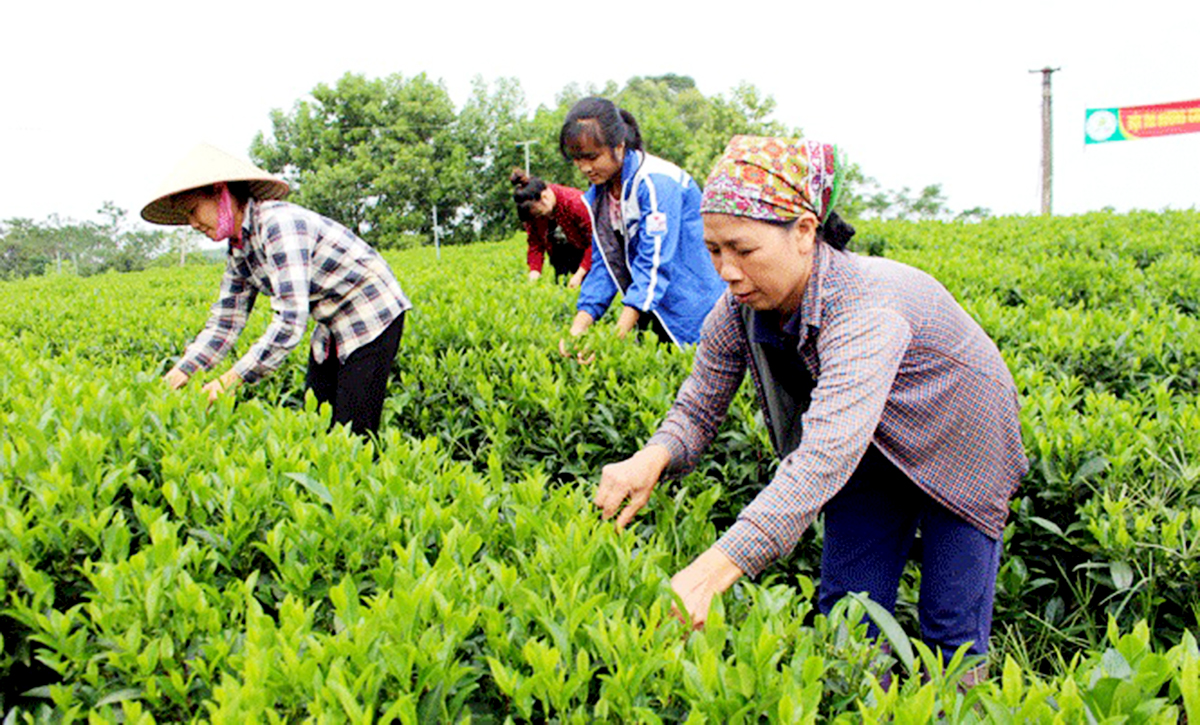 Chè hữu cơ Phú Đô 'lên hương' nhờ sản xuất xanh