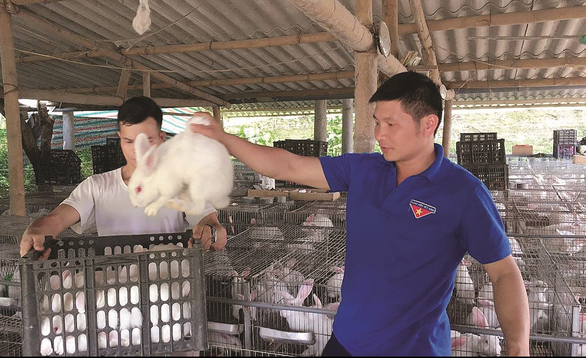 Giám đốc hợp tác xã khởi nghiệp từ nuôi thỏ