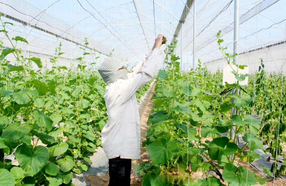 Yên Mô thúc đẩy nông nghiệp hàng hóa bền vững