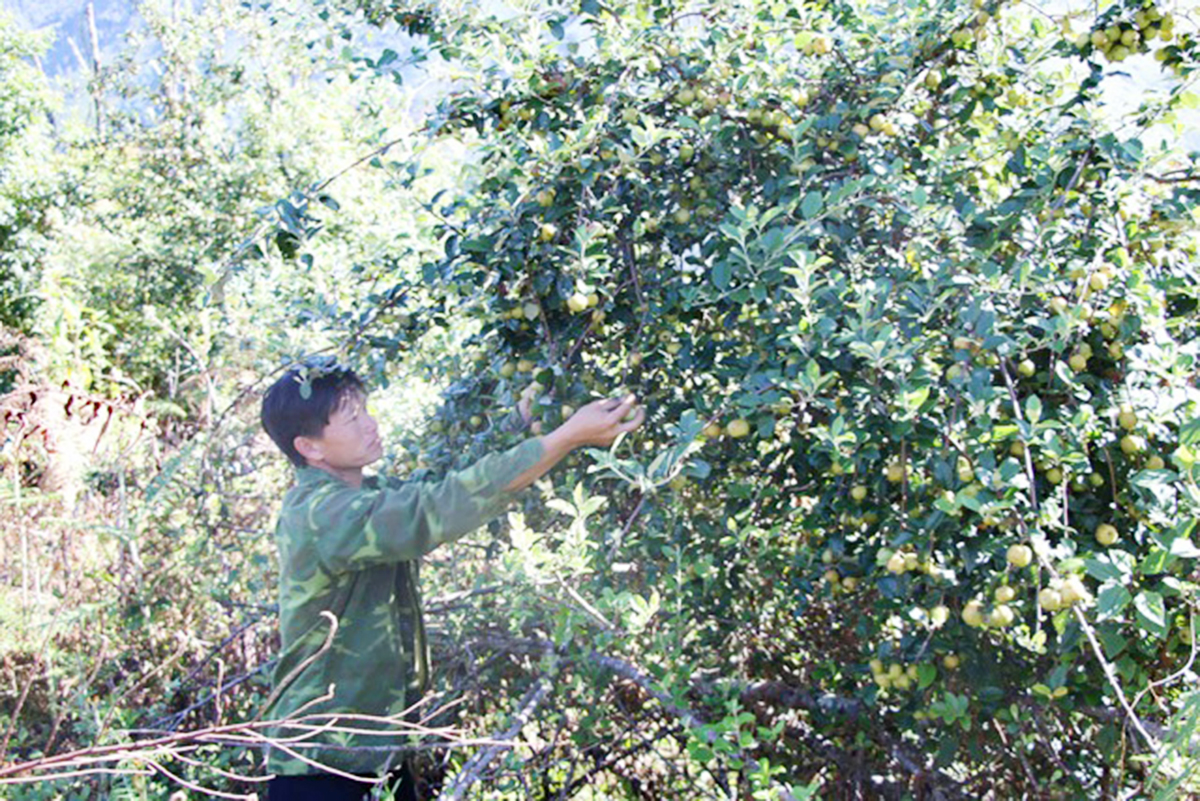 HTX tiên phong trong sản xuất nông nghiệp công nghệ cao ở Bắc Yên