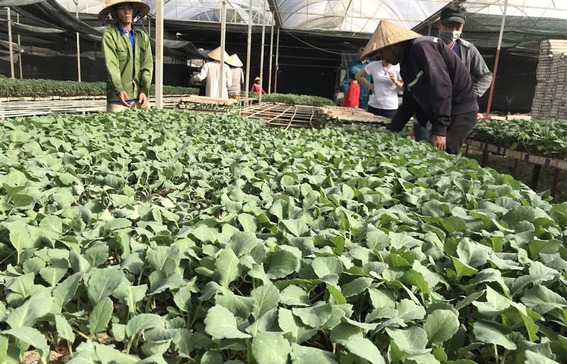 Từ làm thuê đến giám đốc HTX trăm tỷ