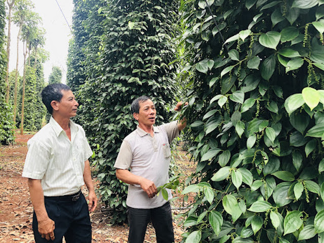 Giá tiêu 'đi ngang' nhiều phiên liên tiếp, doanh nghiệp xuất khẩu thua lỗ