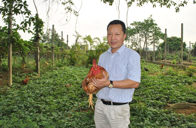 Lợi ích không ngờ từ cho gà... nghe nhạc