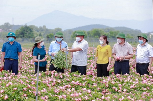 Dược liệu hữu cơ mở cơ hội mới trên đất gò đồi