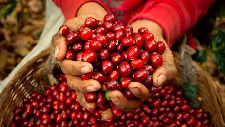 Dự báo giá cà phê 'lập đỉnh' vào cuối năm