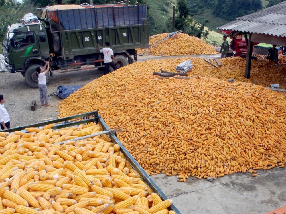 Kim ngạch nhập khẩu thức ăn chăn nuôi và nguyên liệu năm 2021 có thể vượt 4 tỷ USD