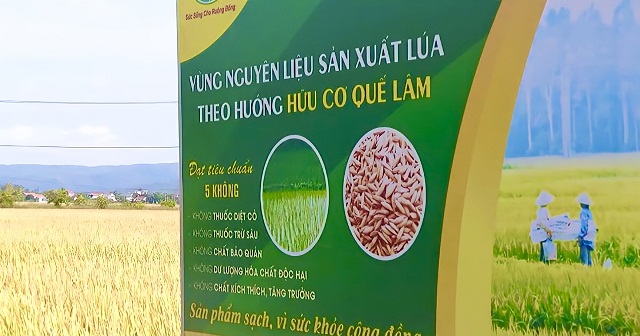 Lúa hữu cơ và điều kỳ diệu trên cánh đồng của HTX Hòa Phong