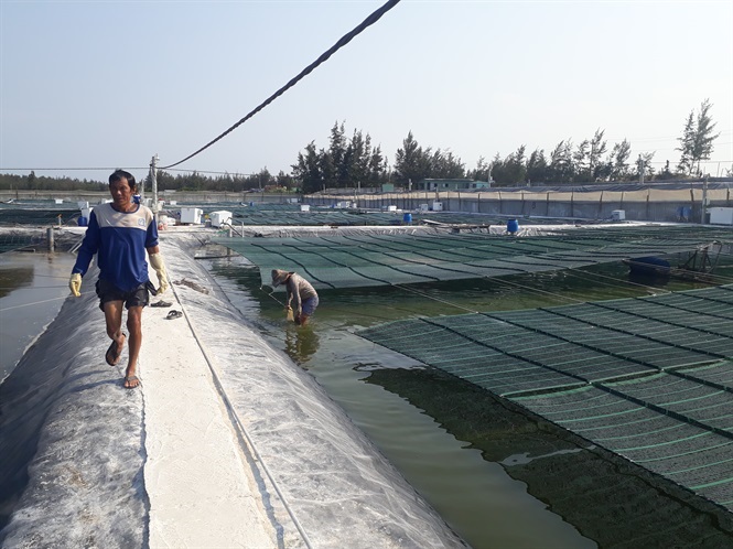 Công nghệ xanh nuôi tôm khỏe mạnh