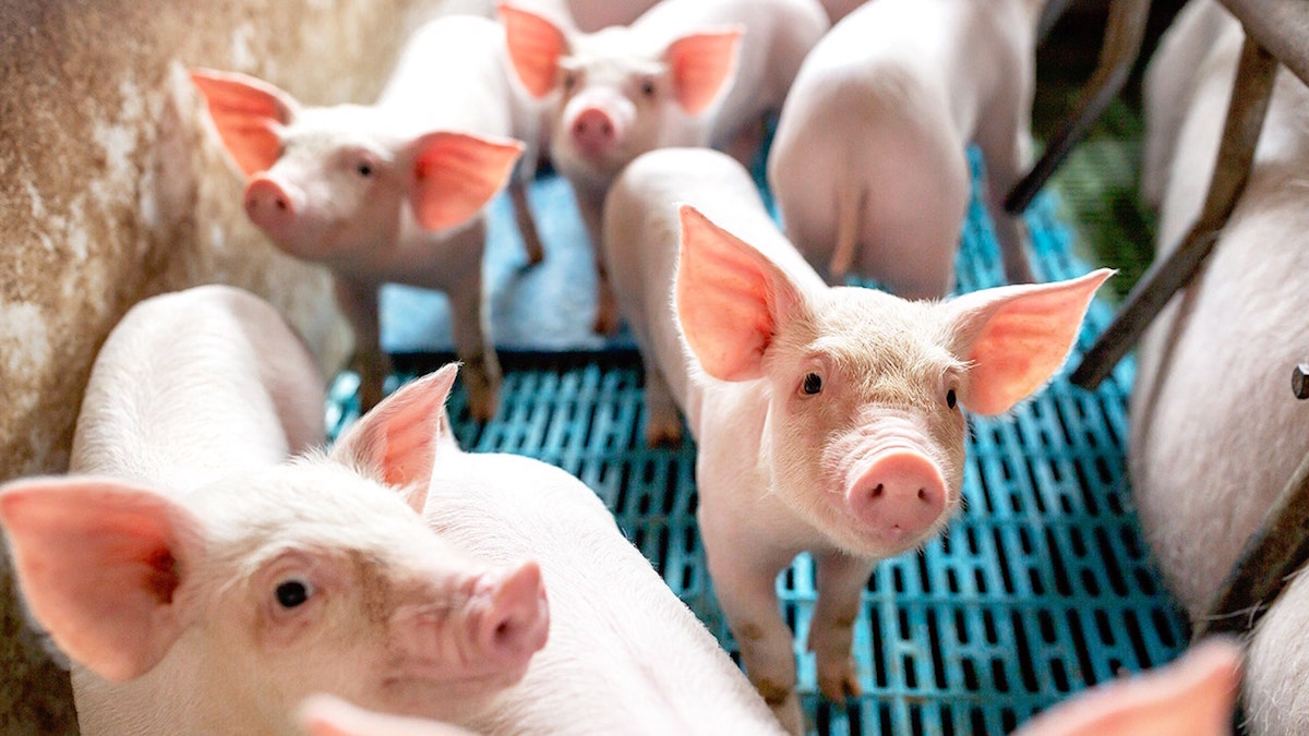 Giá lợn hơi giảm mạnh, nguy cơ xuống 40.000 đồng/kg