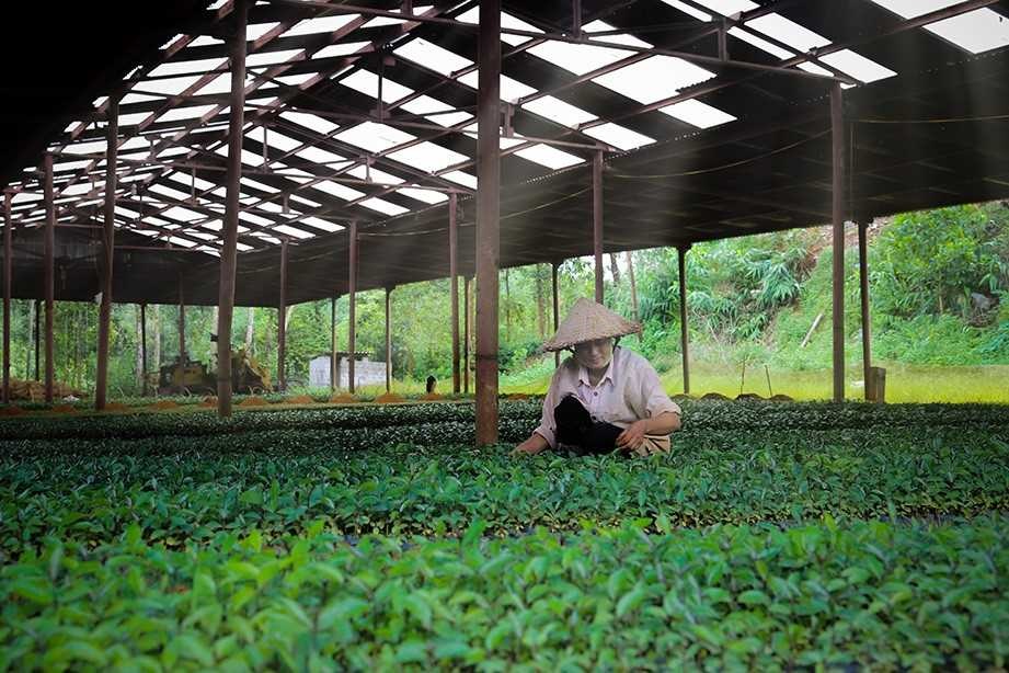 'Cây của trời' phủ xanh đất dốc Tây Giang