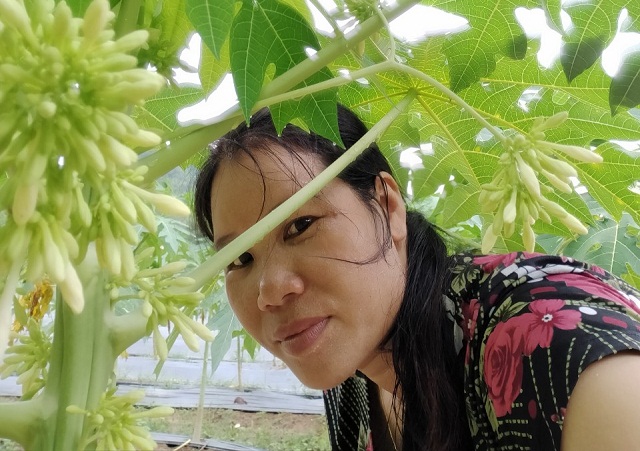 Người 'hô biến' hoa đu đủ đực thành trà dược liệu