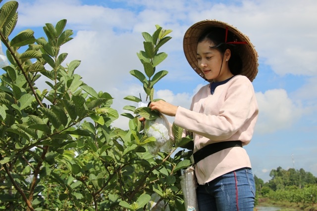 Ổi Thanh Kiên vững thương hiệu nhờ sản xuất hữu cơ