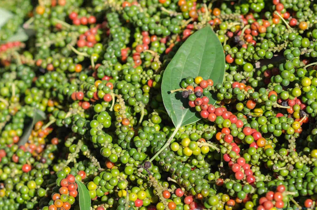 Tiếp đà tăng, giá tiêu sẽ đạt mốc 85.000 đồng/kg trong tháng 10