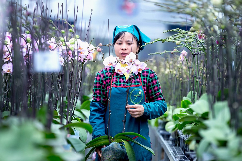 Gỡ khó cho hợp tác xã khi giải thể
