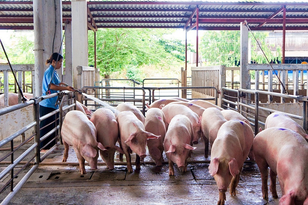 Giá heo hơi đứng yên tại miền Bắc, biến động ở miền Trung và Nam