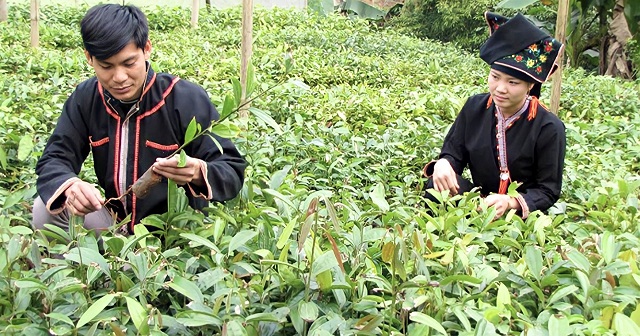 Chế biến tinh dầu dược liệu đưa hương quế Viễn Sơn bay xa