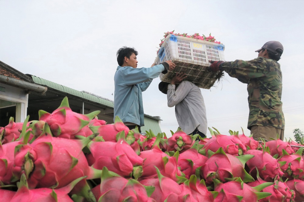 Chủ động tạo thương hiệu cho trái cây của hợp tác xã ở nước ngoài