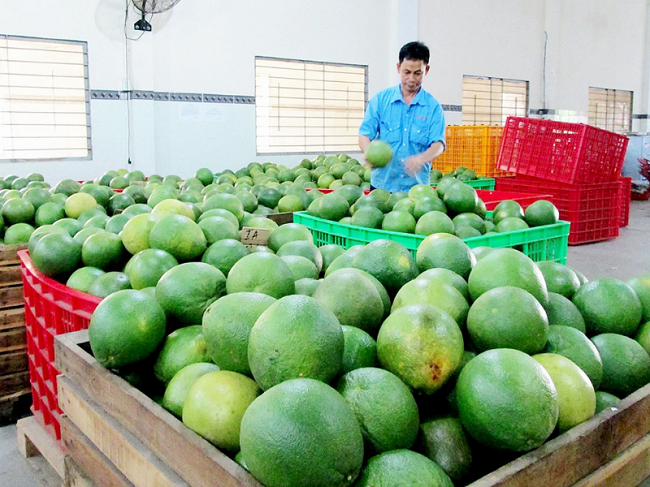Hệ sinh thái bưởi da xanh trên vùng đất Quới Sơn