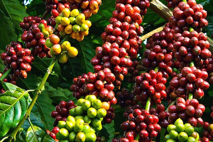 Giá cà phê trong nước quay đầu tăng 500 - 600 đồng/kg