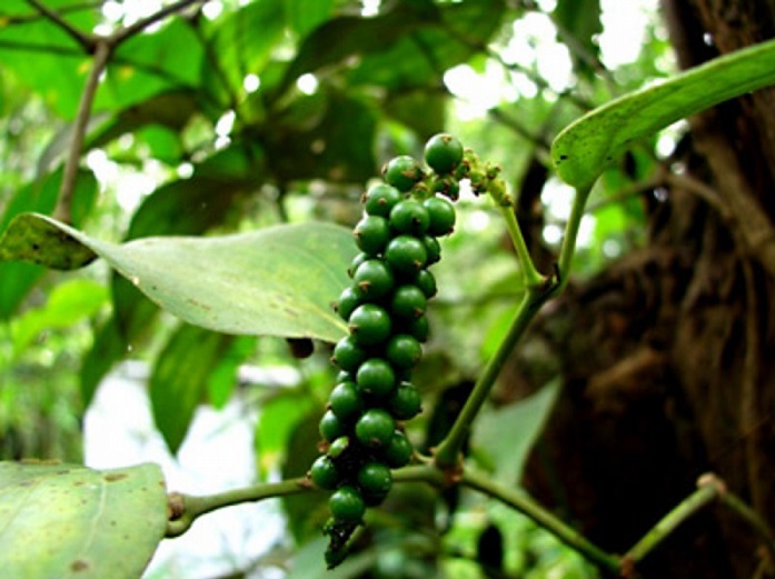 Giá tiêu tiệm cận 90.000 đồng/kg, khuyến cáo tập trung vào chất lượng