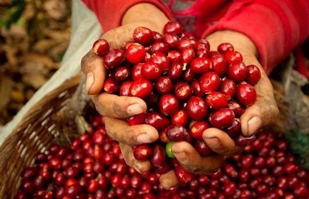 Giá cà phê đi ngang, người dân vẫn gặp khó trong thu hoạch, tiêu thụ
