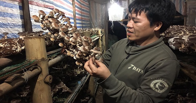 HTX Nghĩa Minh: Nấm sạch công nghệ cao tạo cơ hội làm giàu