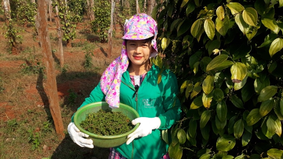Giá tiêu trong nước đi ngang, vùng cao nhất ở mức 87.500 đồng/kg