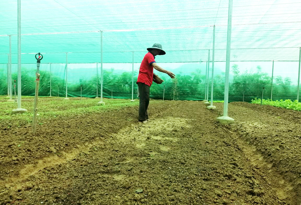 Điểm sáng trong phát triển nông nghiệp sạch Nông Sơn
