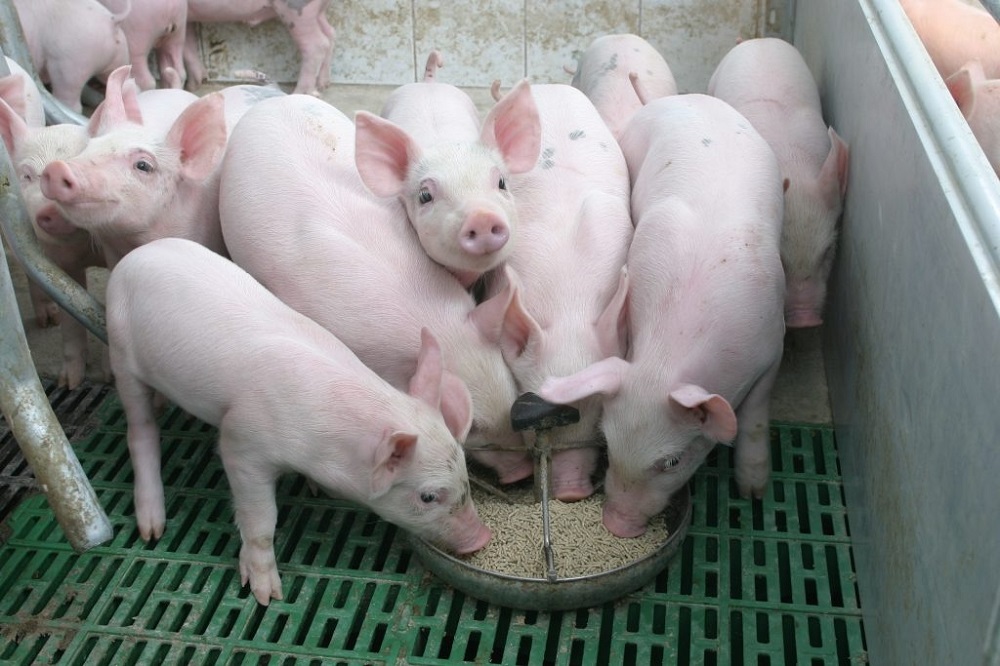 Giá lợn hơi điều chỉnh tăng 5.000 - 12.000 đồng/kg trên toàn quốc