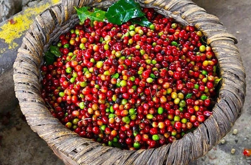 Giá cà phê tăng hơn 1.000 đồng/kg tạo động lực cho người sản xuất