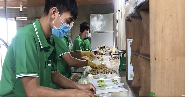 HTX Hà Trung: Tìm hướng đưa 'nhân sâm trắng' vào sân chơi OCOP