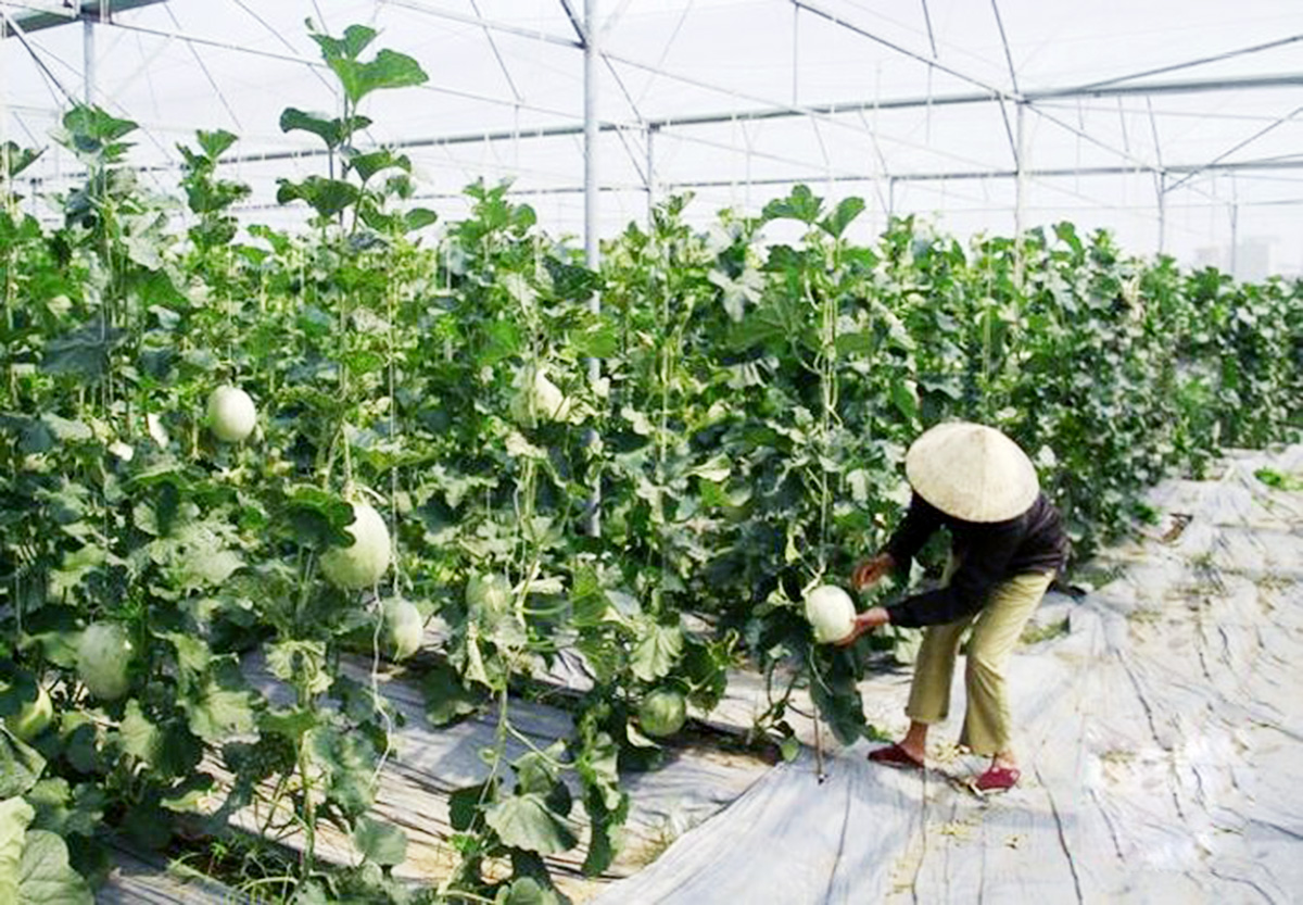 'Mục tiêu kép' trong phát triển nông nghiệp huyện Nga Sơn