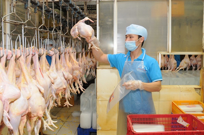 'Khoảng trống' chế biến của ngành chăn nuôi