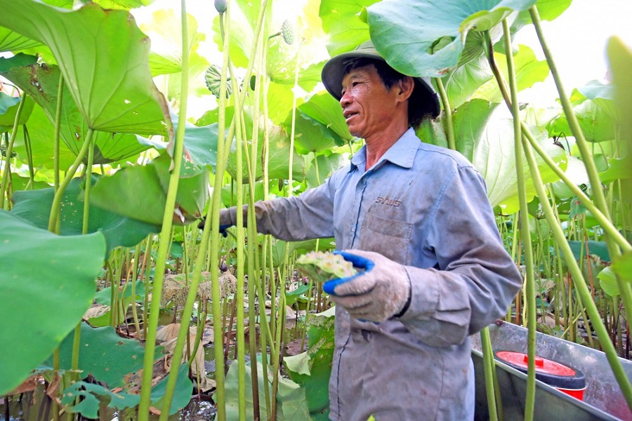 Sen hồng tỏa hương nhờ OCOP