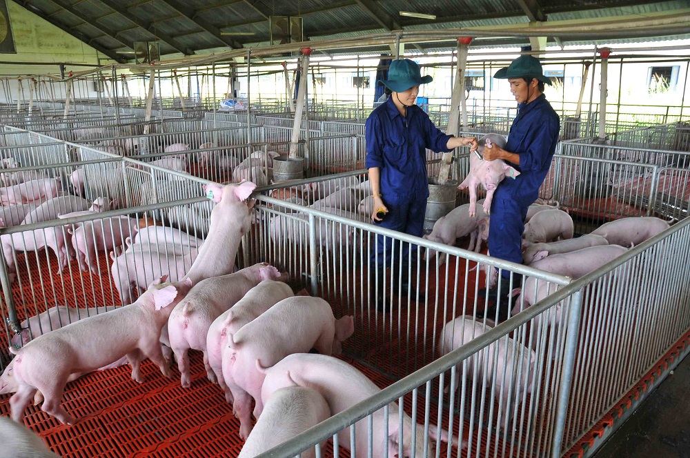 Giá lợn hơi giảm ở cả ba miền
