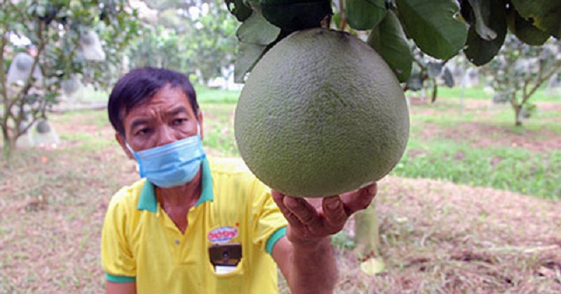 Nông nghiệp sạch nâng chất bưởi da xanh