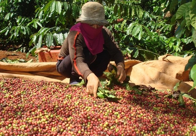 Giá cà phê quay đầu giảm 300-500 đồng/kg