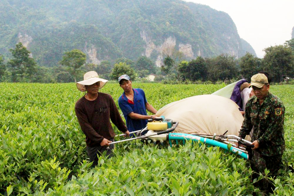 Chè VietGAP tỏa hương trên vùng tả ngạn Con Cuông