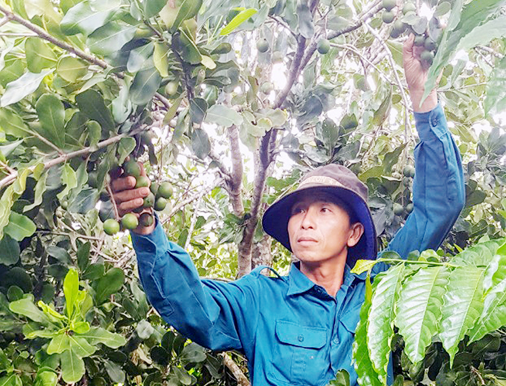 Hình thành liên kết trong sản xuất nông nghiệp huyện Bình Gia