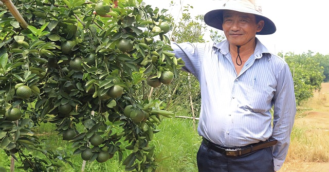 Cây có múi Bắc Tân Uyên ‘nói không’ với thuốc bảo vệ thực vật