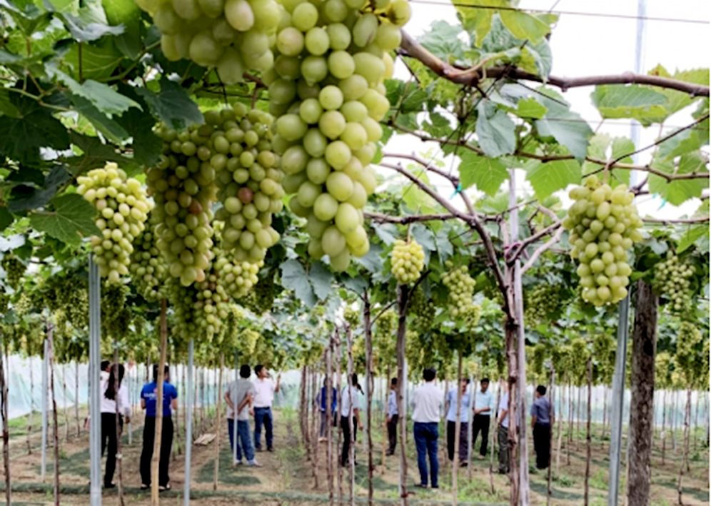 Tuy Phong phát triển nông nghiệp sạch, thích ứng biến đổi khí hậu