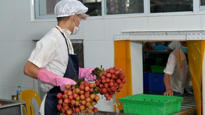 Nông sản lo 'vượt rào' xuất ngoại
