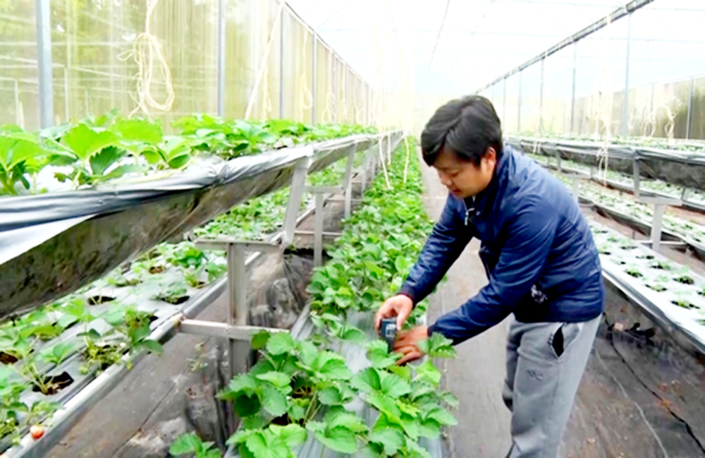 Nông nghiệp Vị Xuyên 'khoác áo xanh' nhờ đổi mới sản xuất