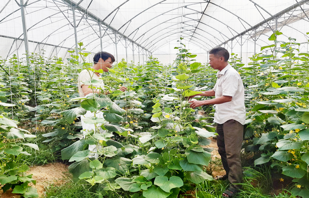 HTX nông nghiệp nâng sức cạnh tranh từ công nghệ cao