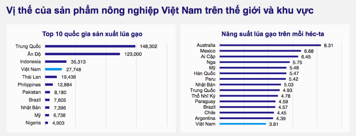 Sản xuất lúa gạo Việt Nam đứng tốp đầu thế giới nhưng năng suất đứng thứ 15