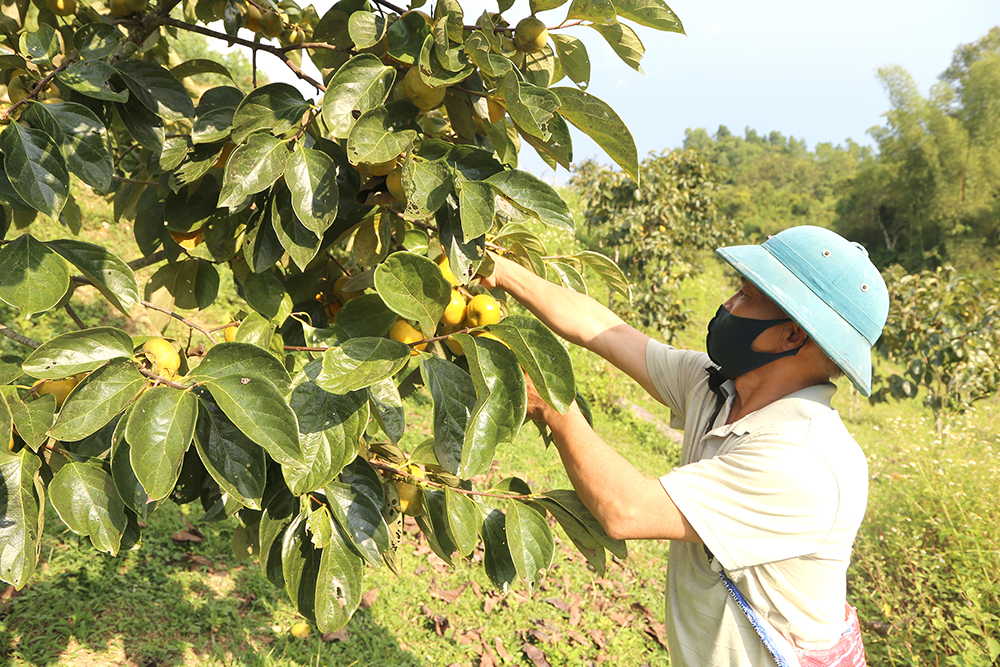 Nông nghiệp Na Rì khởi sắc cùng liên kết chuỗi