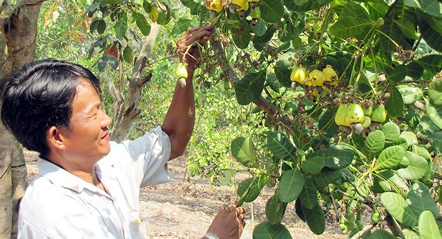HTX Bù Gia Mập và giấc mơ ‘thủ phủ’ điều organic