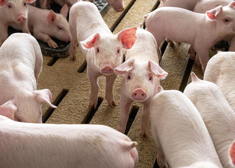 real-pork-pigs-in-finisher-pen-7479-6927